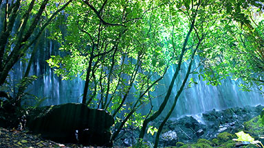 Waterfall over an old dam in a sunlit forest