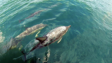 Dolphins, New Zealand