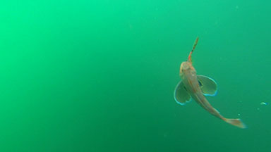 Underwater fish on hook - Pacific Red Gurnard