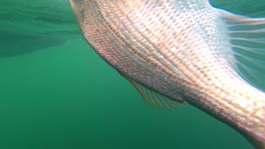 Underwater fish on hook - New Zealand Snapper