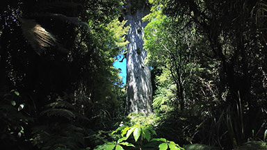 Tane Mahuta, New Zealand's largest tree