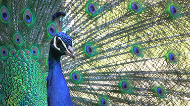 Beautiful peacock showing off his tail feathers