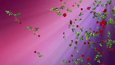 Loop of falling red roses on pink and purple background.