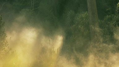 Misty New Zealand forest